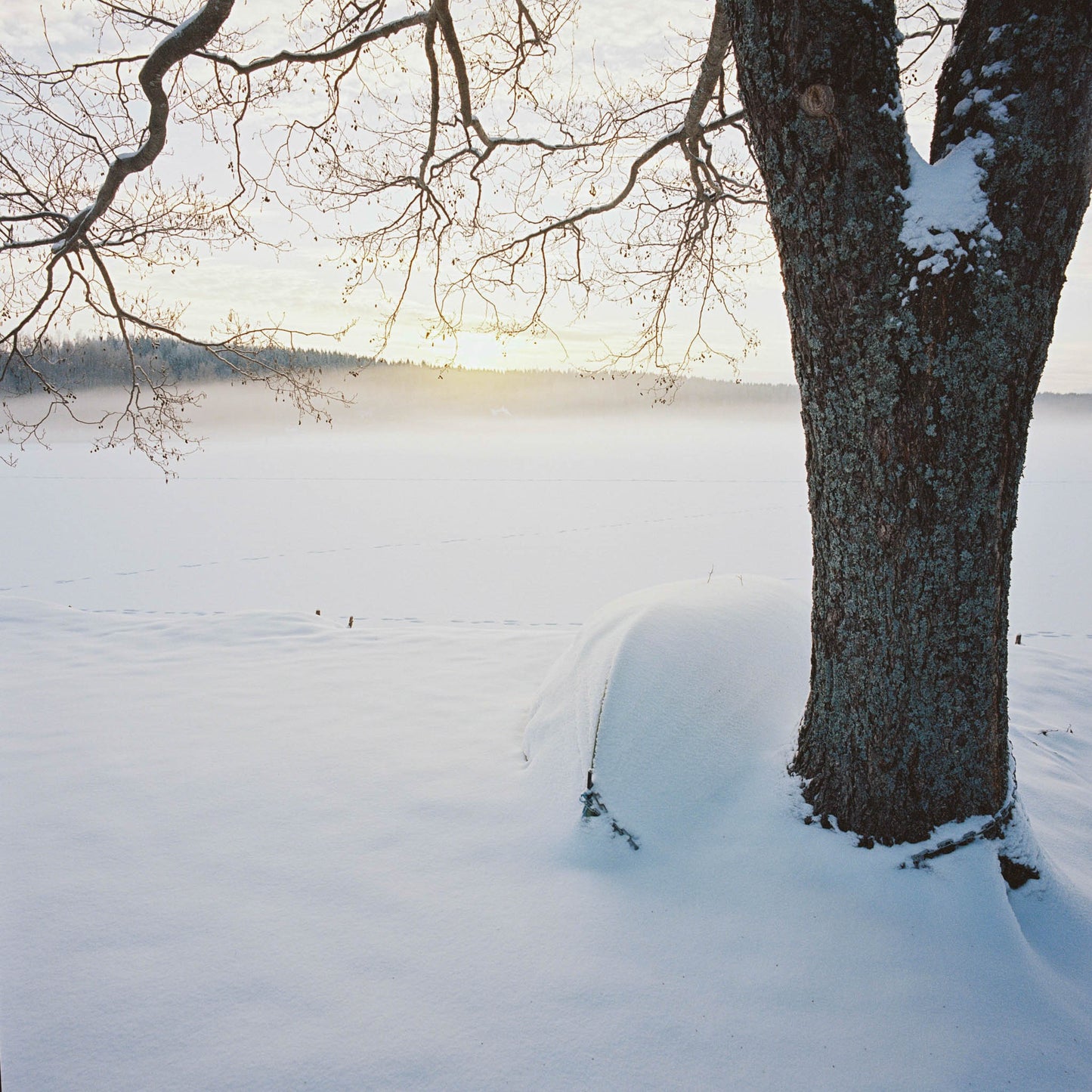 A tree in the foreground and a frozen lake and some forest on the background.
