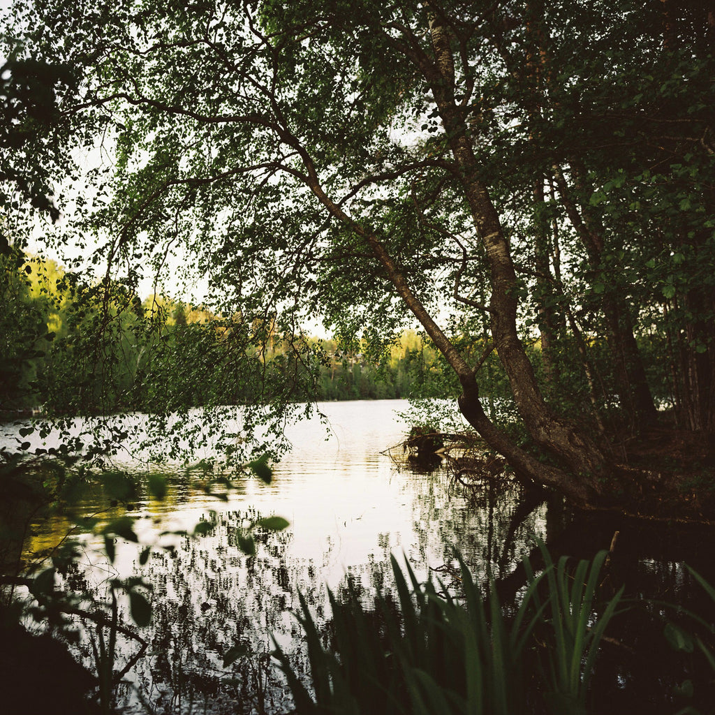 A lake in the middle of a forest.