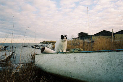 SantaColor 800 (35mm) 36 Exp.