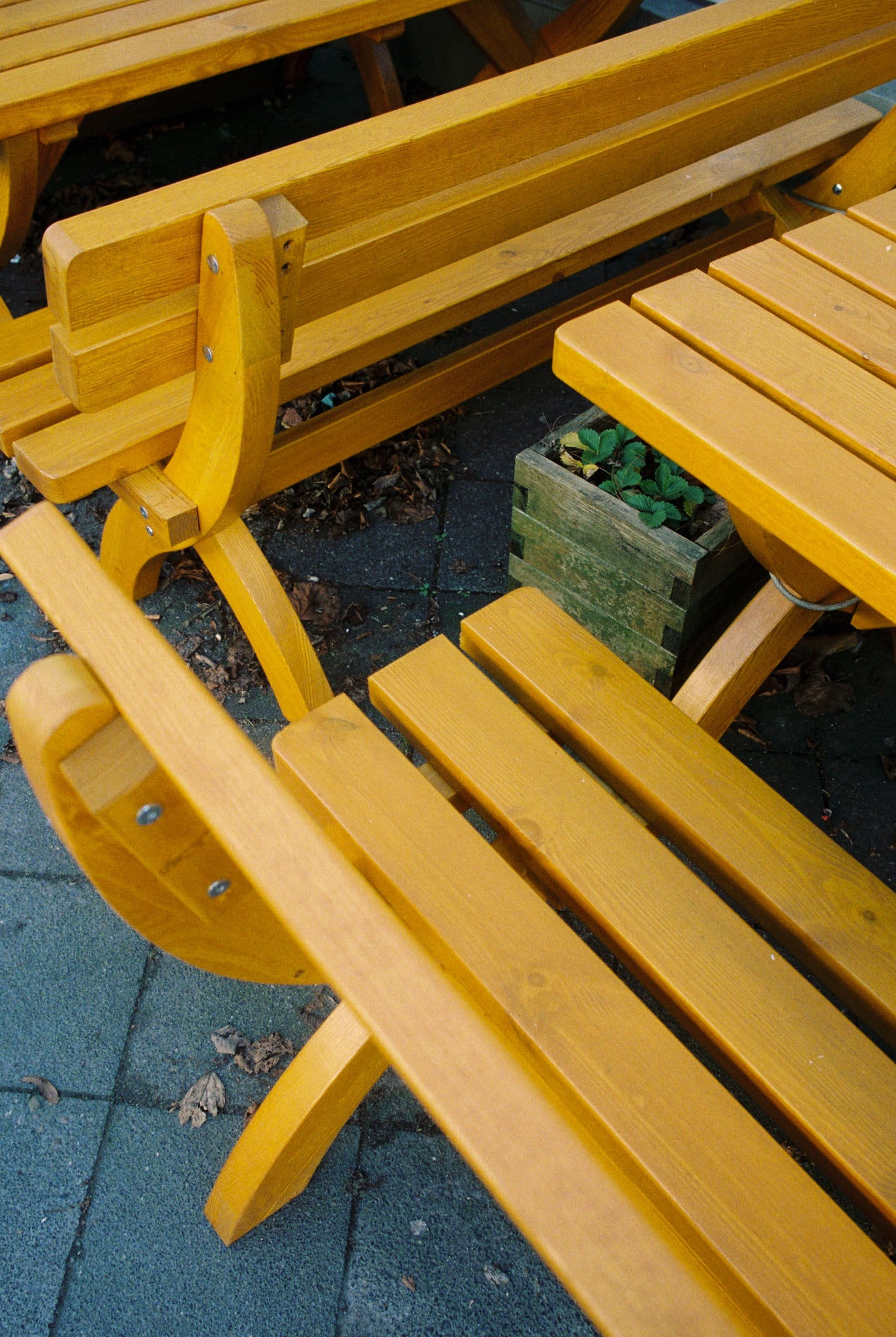 SantaColor 800 (35mm) 36 Exp.